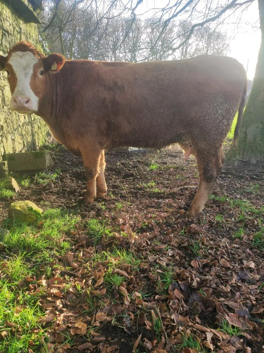 Foster cow /2nd calver - Image 3