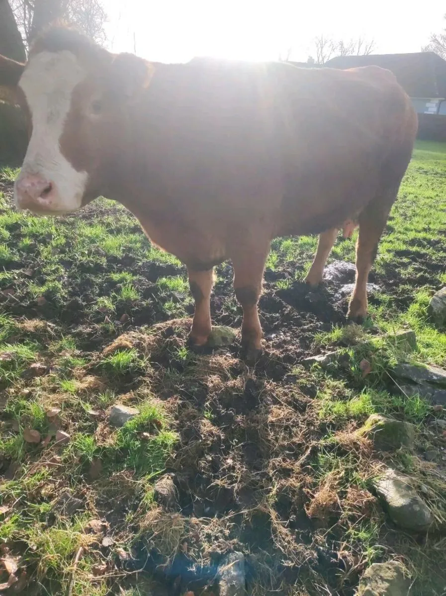 Foster cow /2nd calver - Image 4