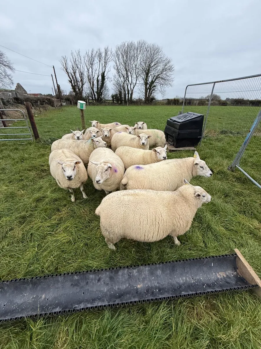 Ewes in lamb - Image 1