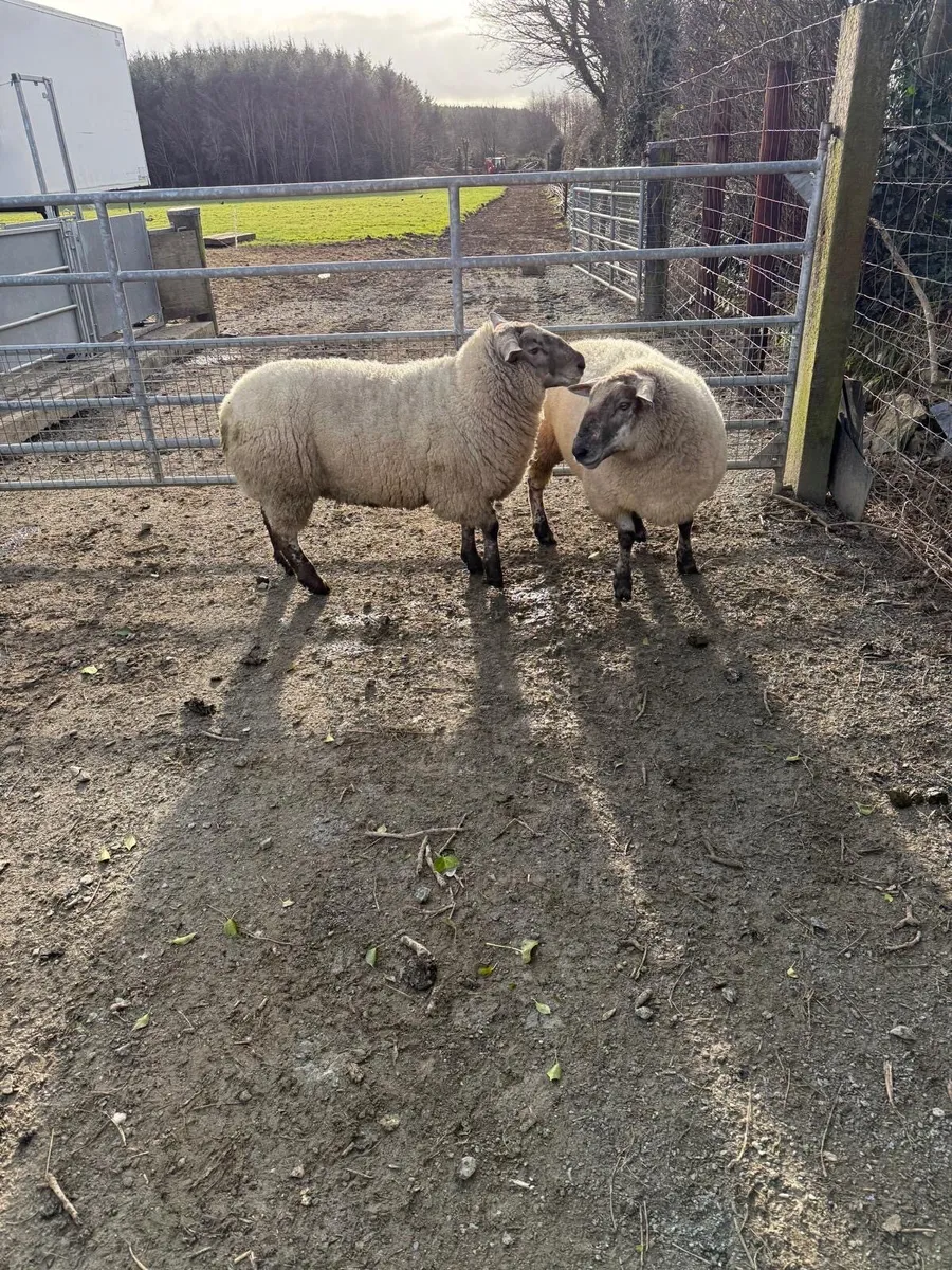 Ewes in lamb - Image 4