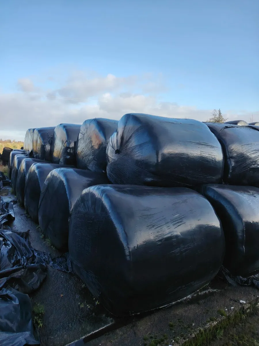 Round Bales silage - Image 2