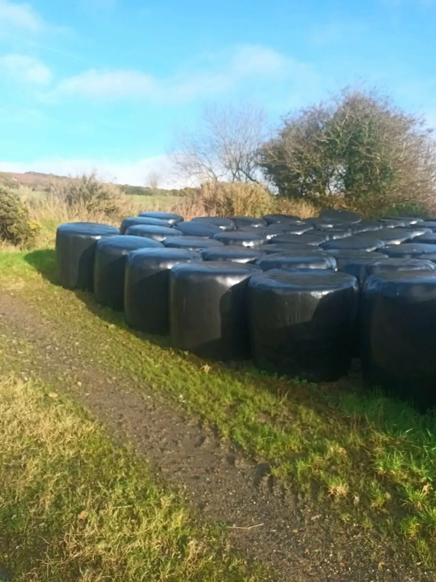 Silage bales - Image 2
