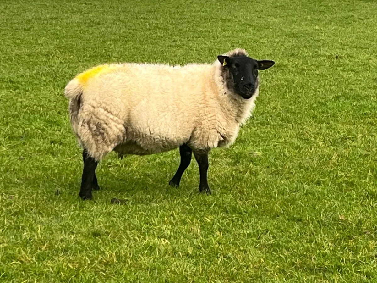 Inlamb ewes - Image 3