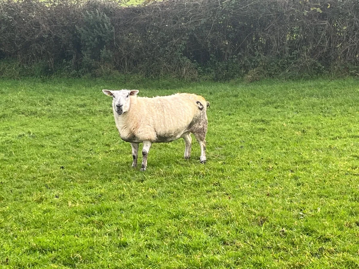 Inlamb ewes - Image 4