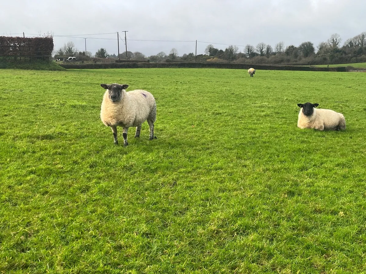 Inlamb ewes - Image 1