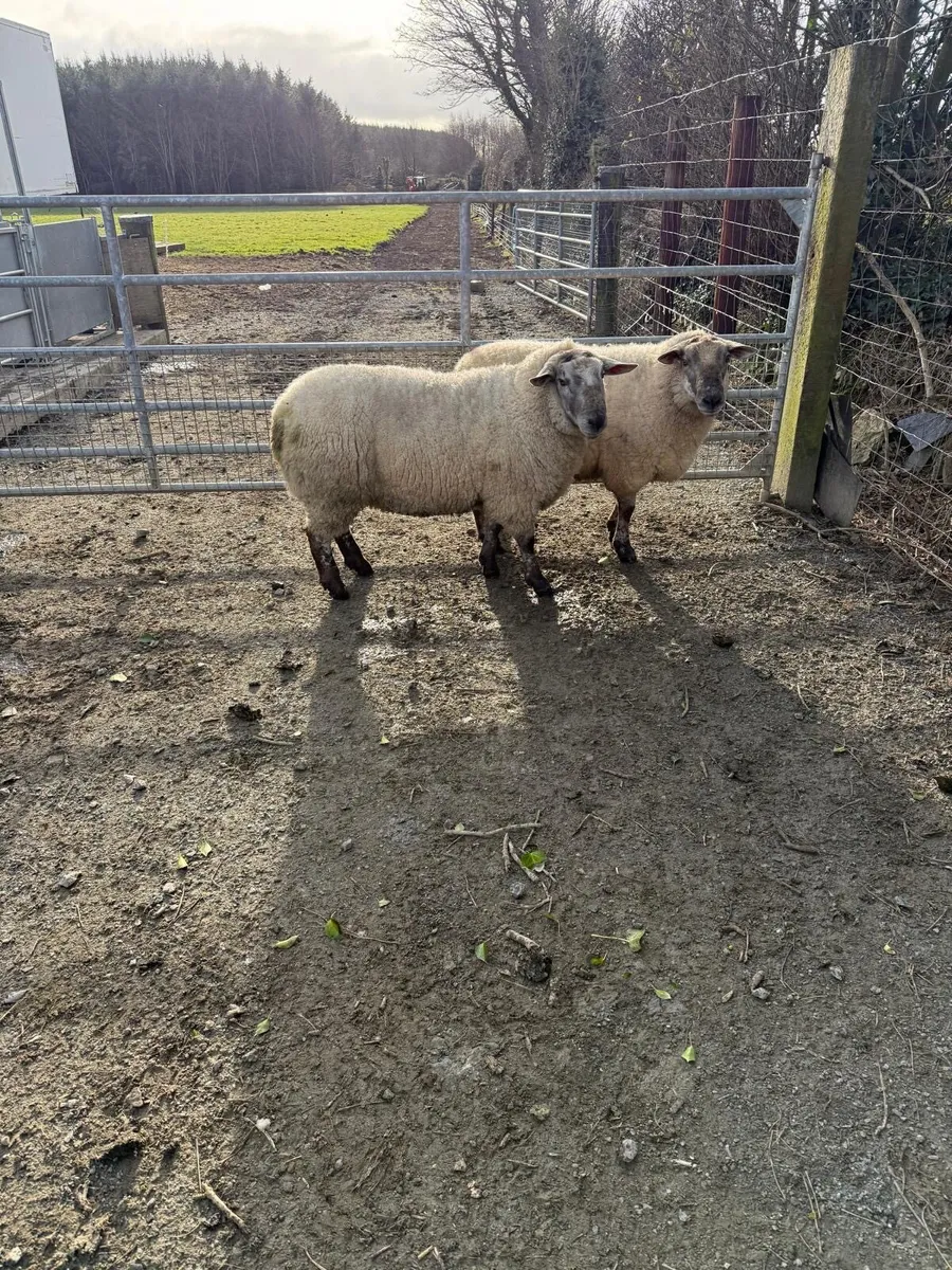 Hybrid Rams - Image 1