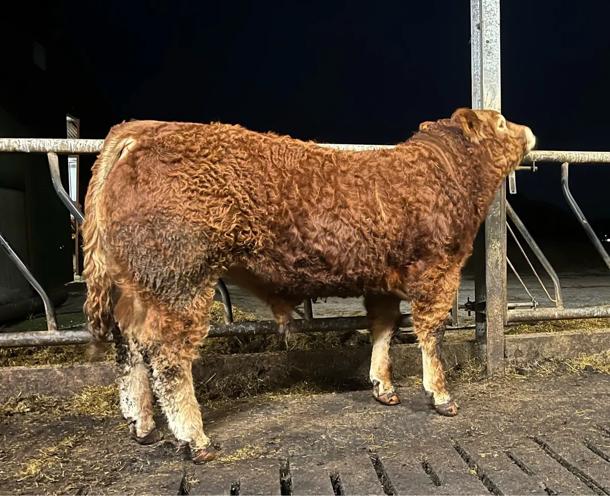 Serious Plumtree Fantastic bull - Image 1