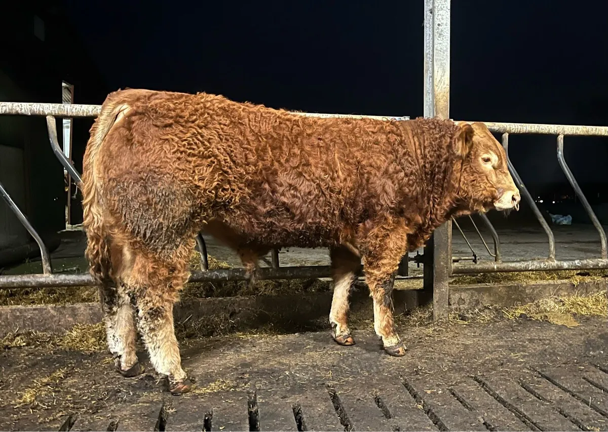 Serious Plumtree Fantastic bull - Image 2