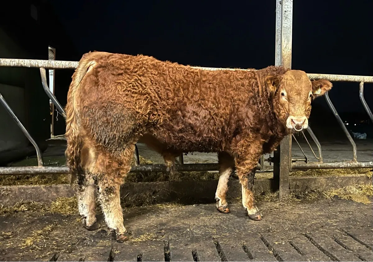 Serious Plumtree Fantastic bull - Image 4