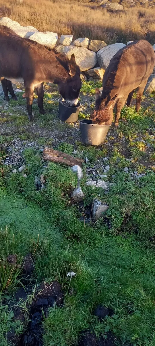 2 female donkeys - Image 1