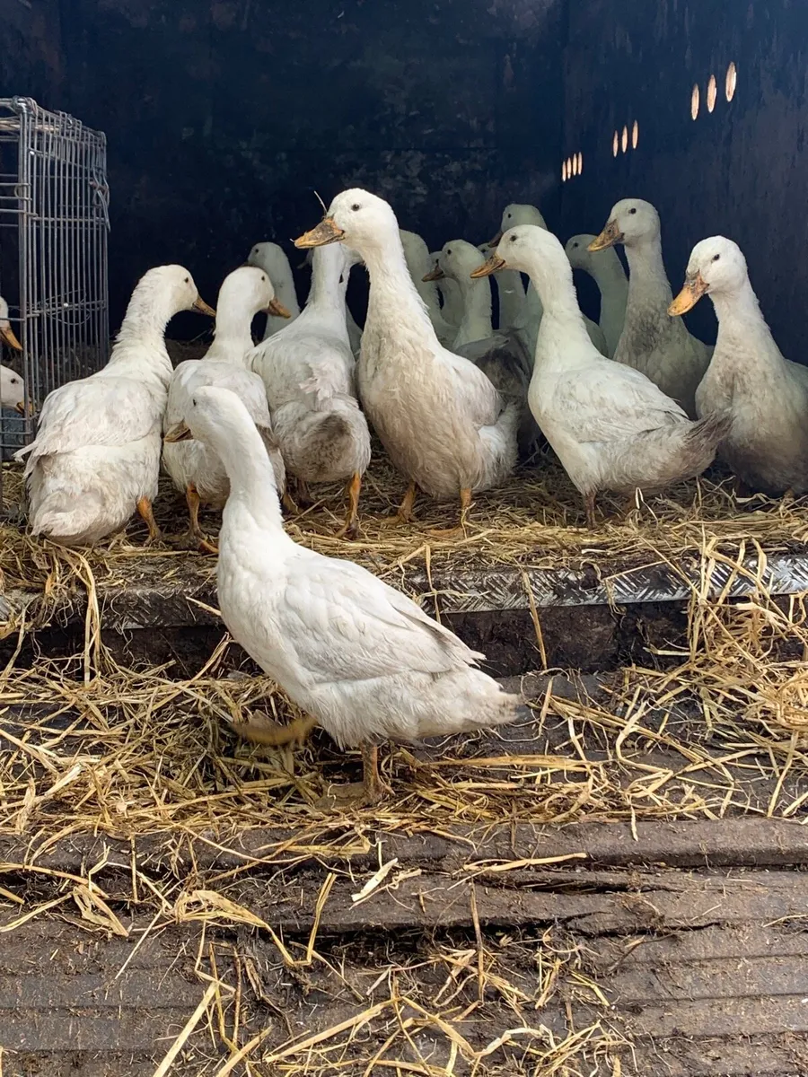 Aylesbury ducks for sale - Image 2