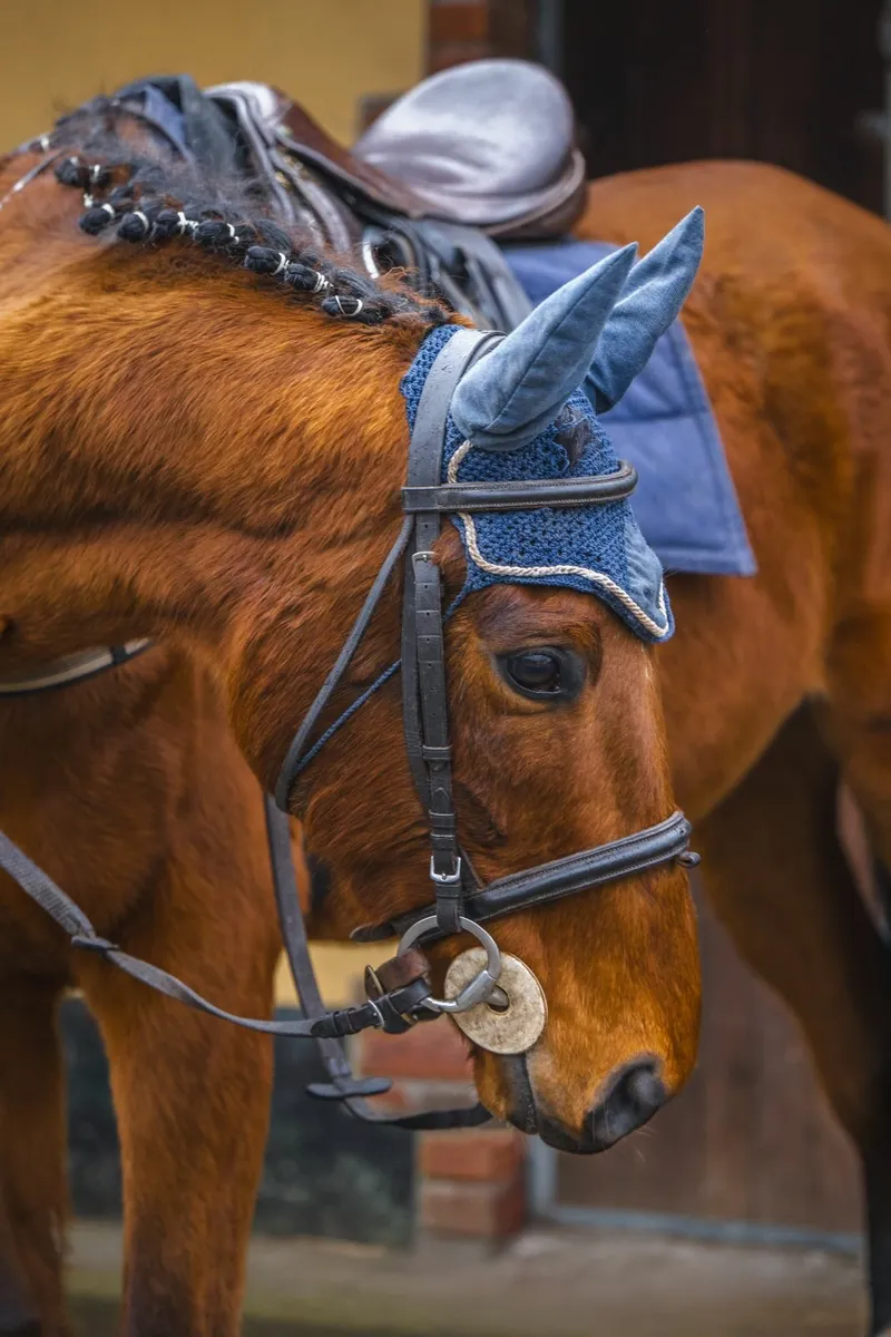 16.2hh Shirocco Gelding - Image 3