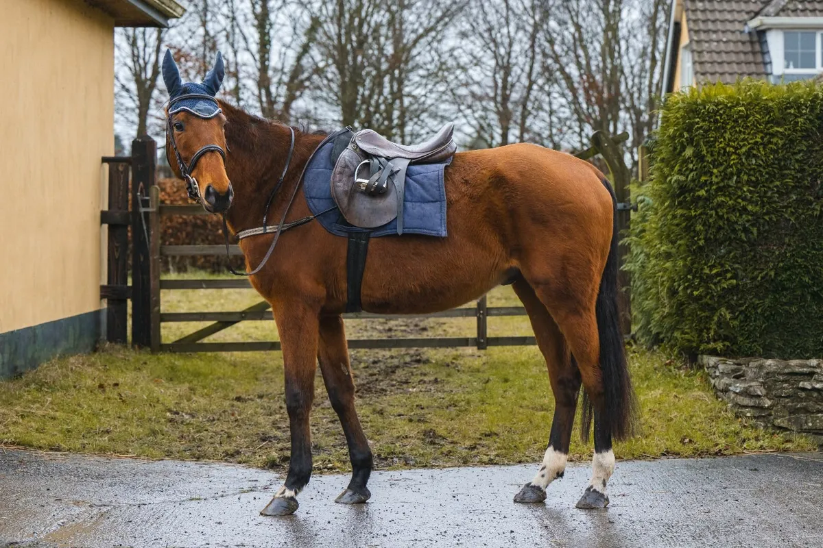 16.2hh Shirocco Gelding - Image 1