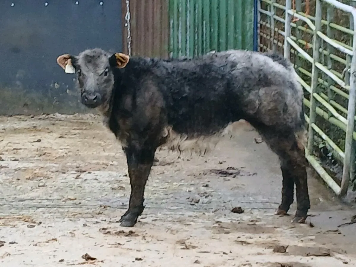 NEW YEAR CRACKER PROPER SHOW HEIFER - Image 1