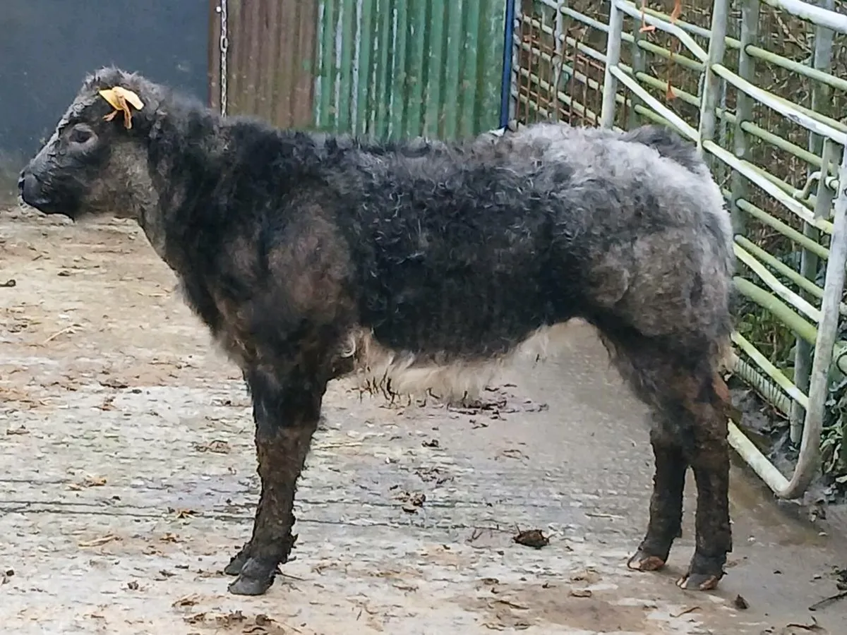 NEW YEAR CRACKER PROPER SHOW HEIFER - Image 2