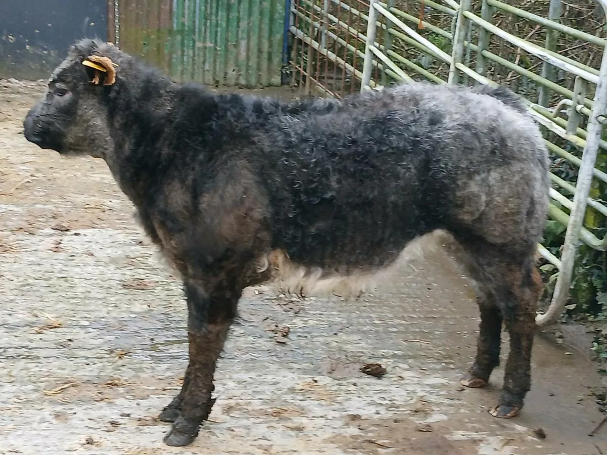 NEW YEAR CRACKER PROPER SHOW HEIFER - Image 3