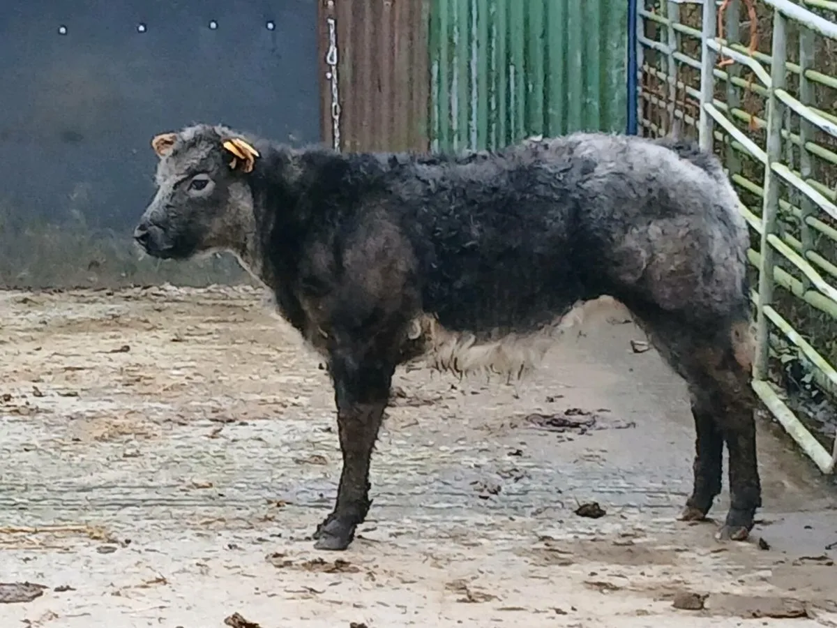 NEW YEAR CRACKER PROPER SHOW HEIFER - Image 4