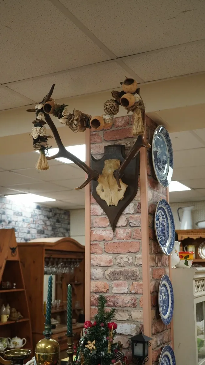French Oak Antler Wall Mount - Image 1