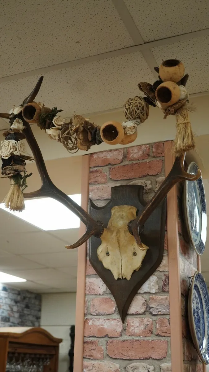 French Oak Antler Wall Mount - Image 2