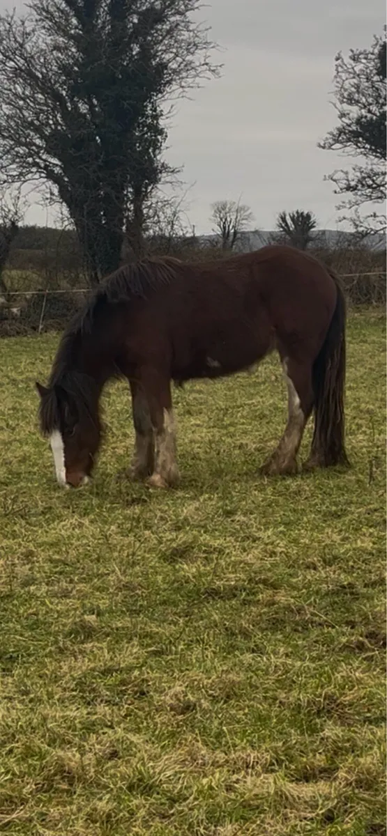 Cob filly will make 15.1 - Image 1