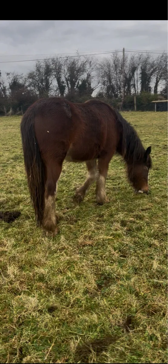 Cob filly will make 15.1 - Image 4