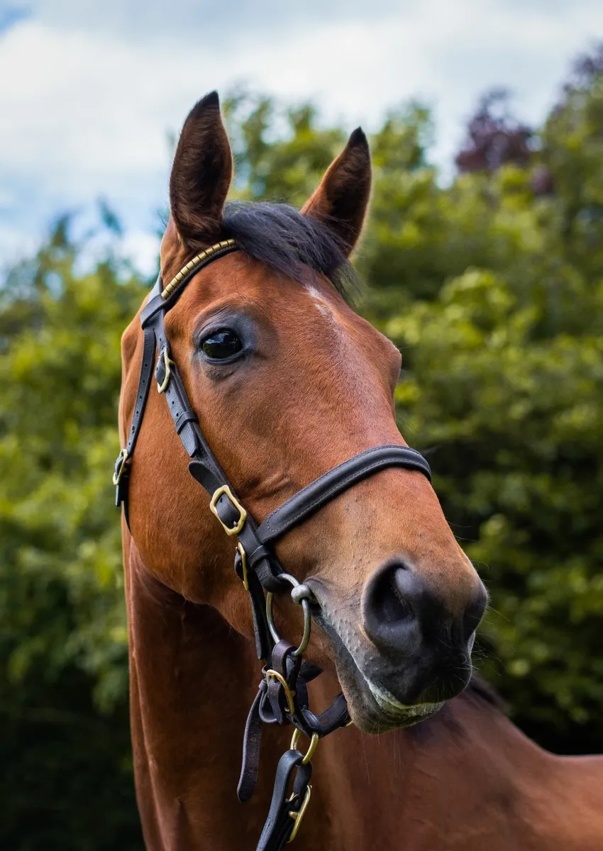 16.2hh Shirocco Gelding - Image 4