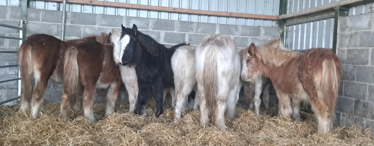 Selection of Cob Foals - Image 2