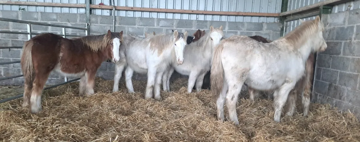 Selection of Cob Foals - Image 3