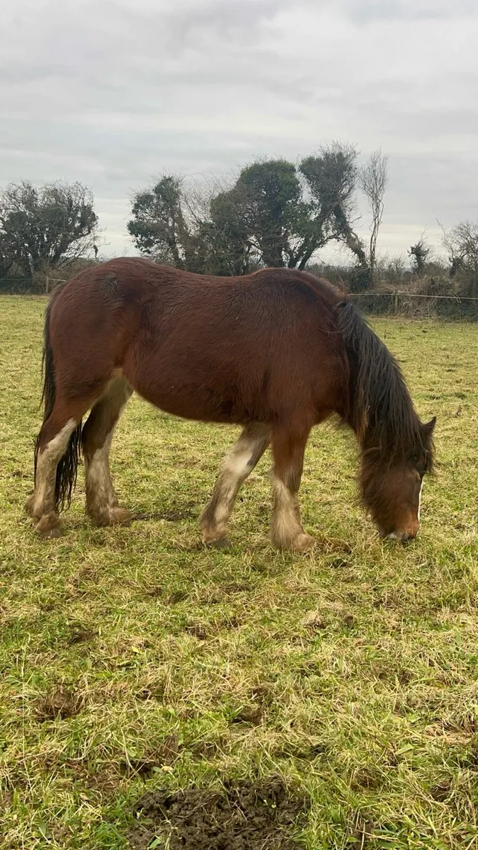 Cob filly will make 15.1 - Image 2