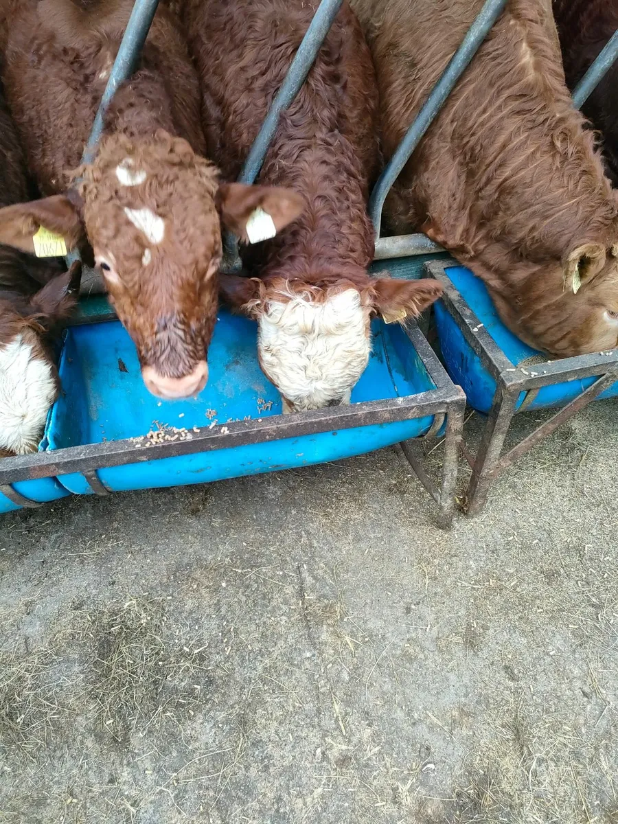 Livestock - Image 3