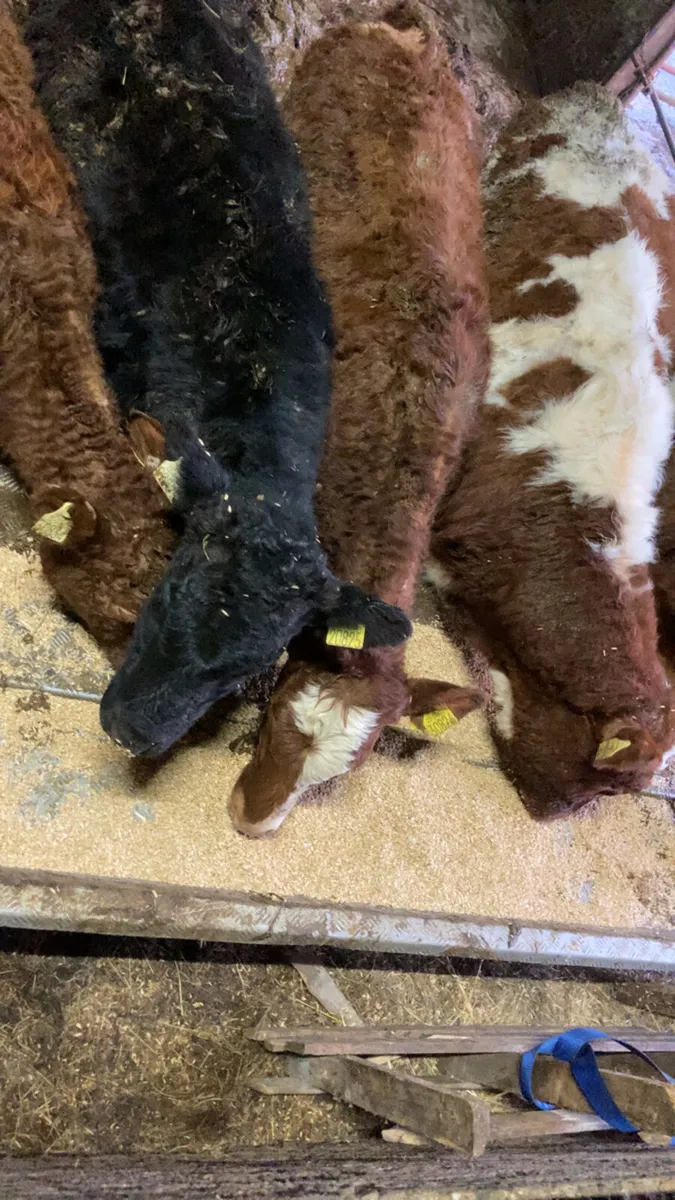 ⭐️⭐️Heifers ⭐️⭐️ - Image 1