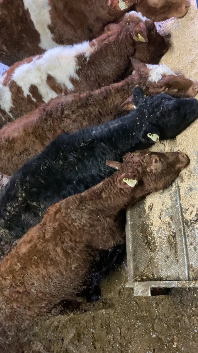 ⭐️⭐️Heifers ⭐️⭐️ - Image 2