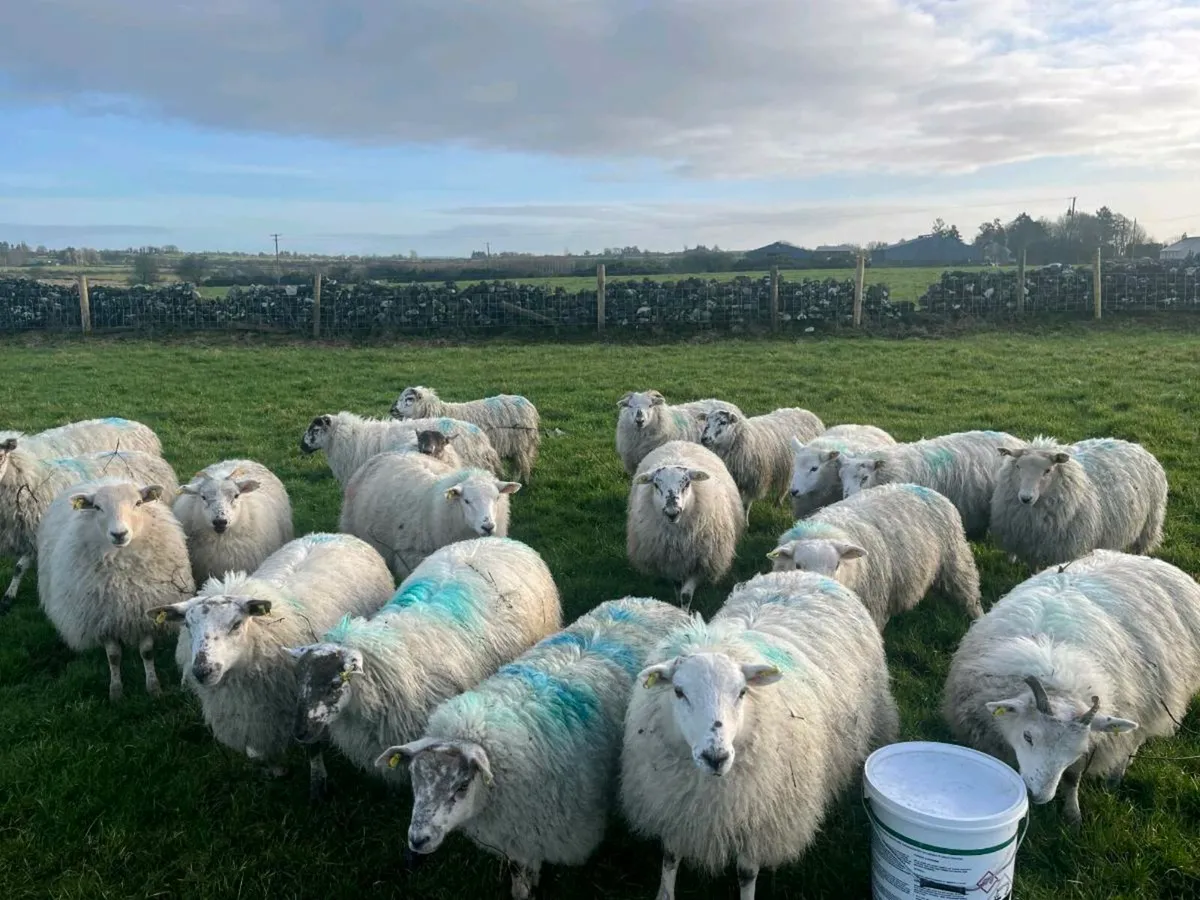 Ewe lambs for sale - Image 1