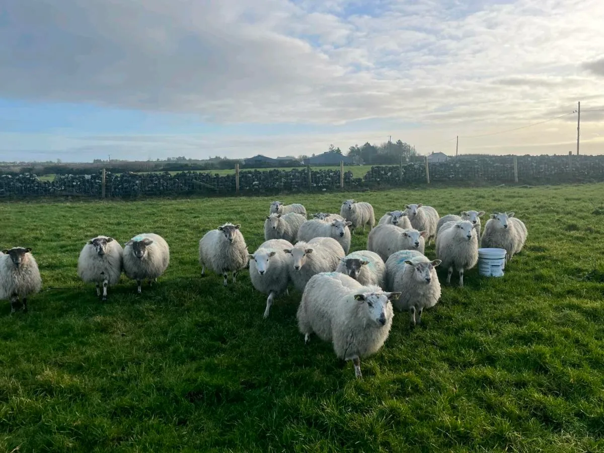 Ewe lambs for sale - Image 2
