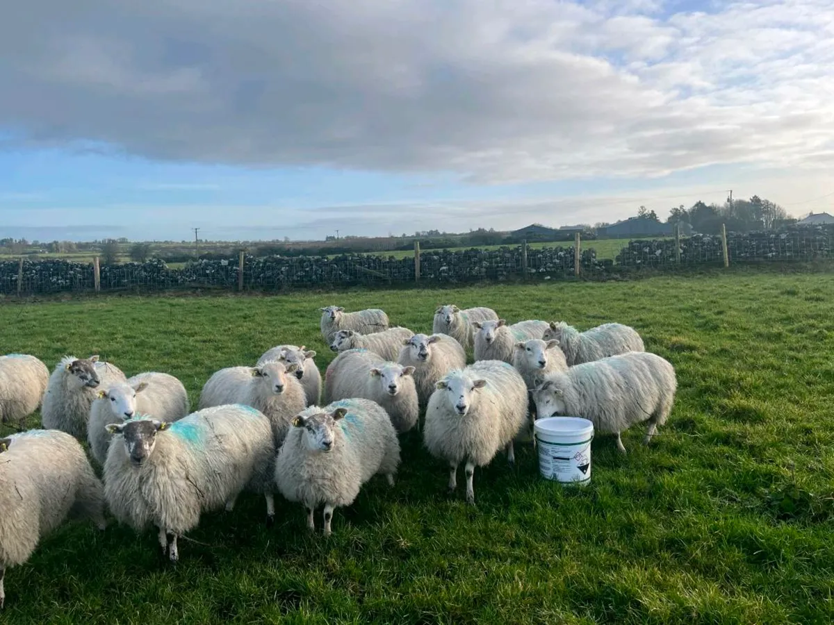Ewe lambs for sale - Image 3