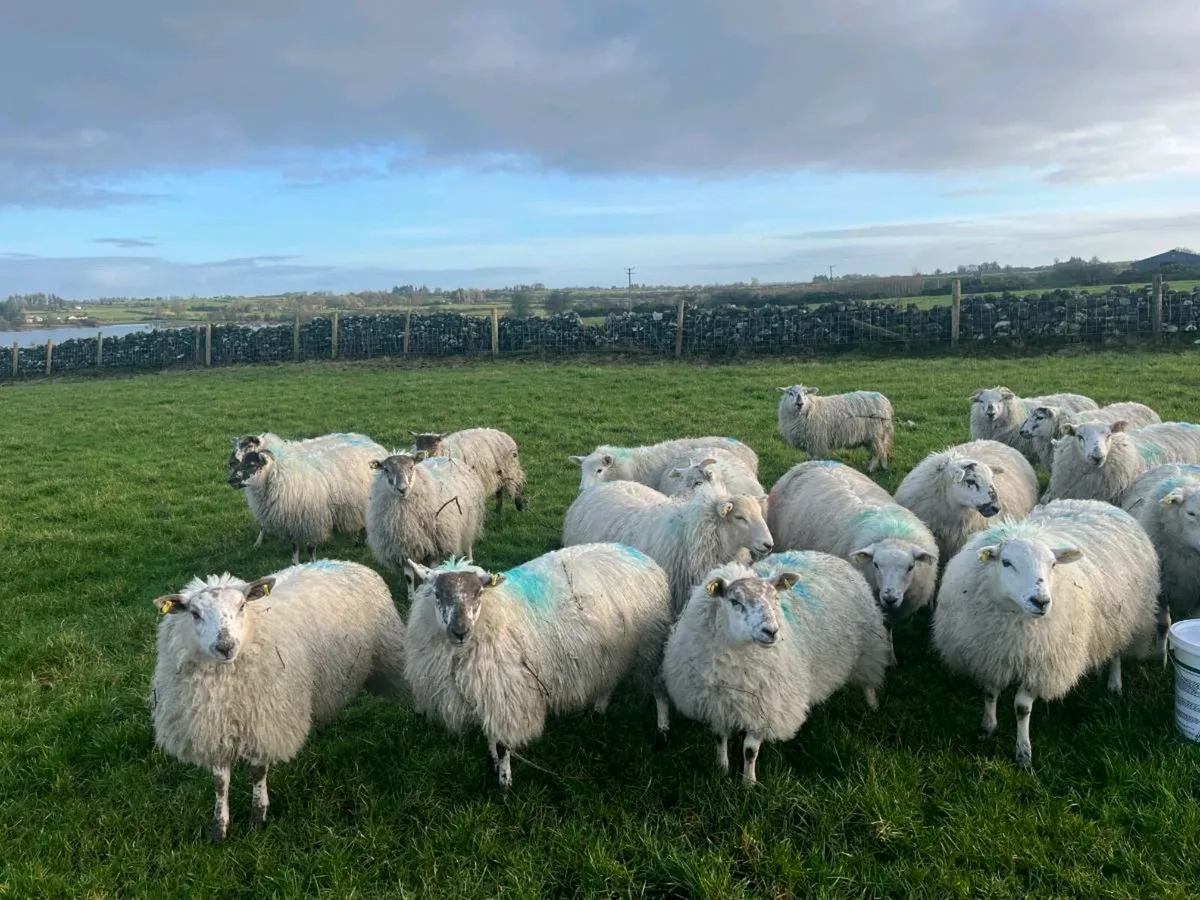 Ewe lambs for sale - Image 4