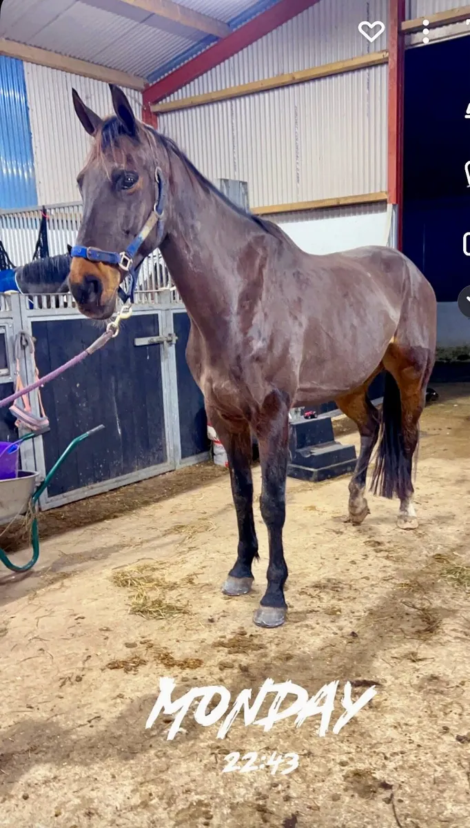 Super allrounder - Image 1