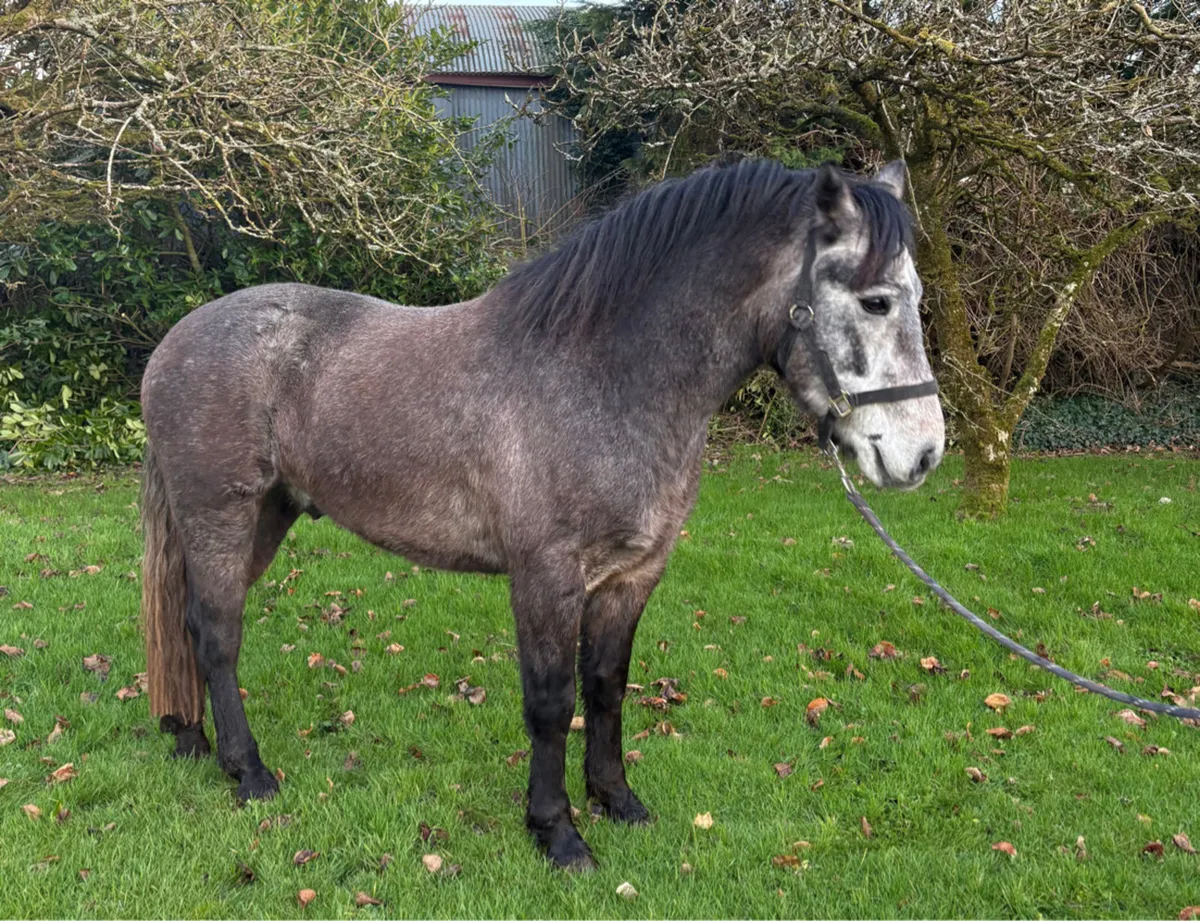 14.2h Connemara Gelding - Image 1