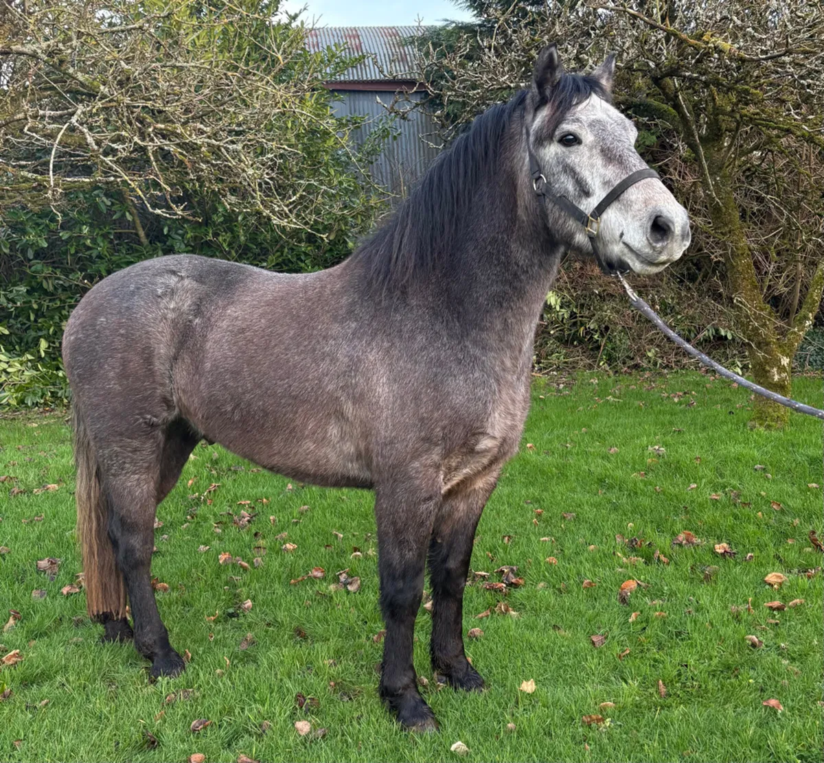 14.2h Connemara Gelding - Image 2