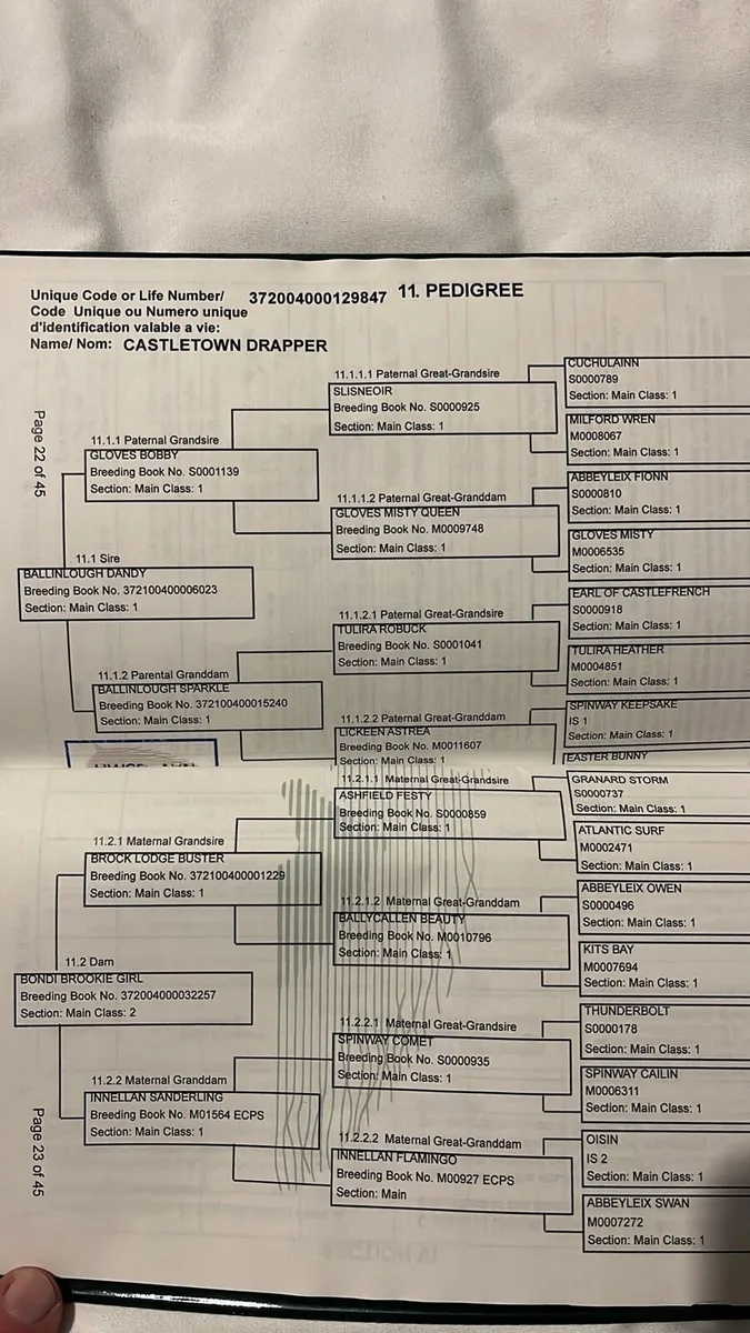 14.2h Connemara Gelding - Image 3