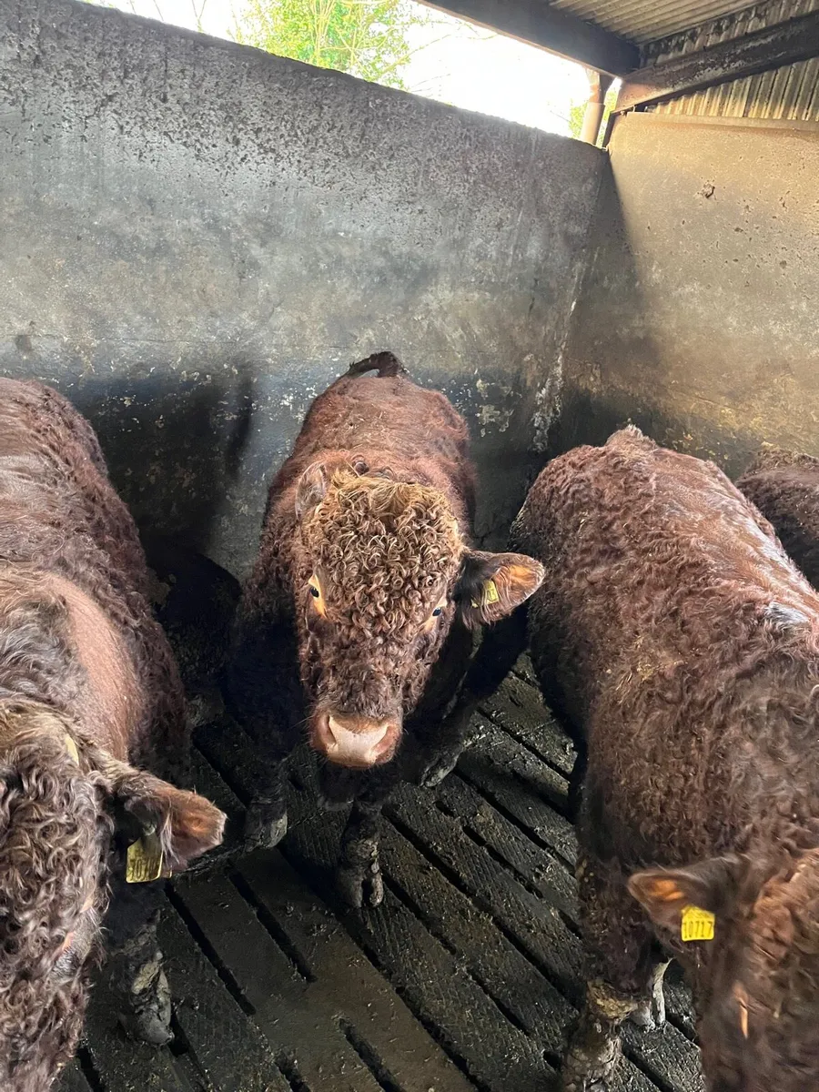 Selection of super quality PBR Salers bulls - Image 2