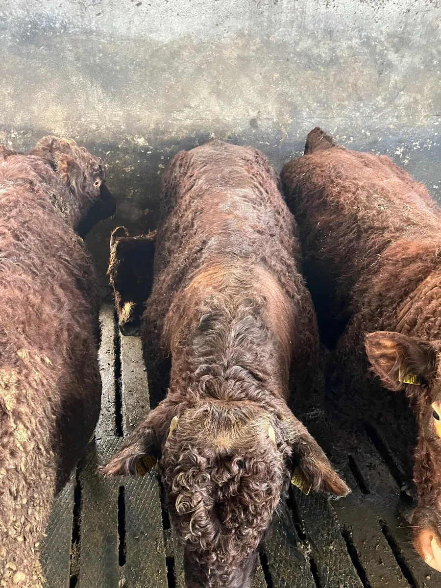 Selection of super quality PBR Salers bulls - Image 4