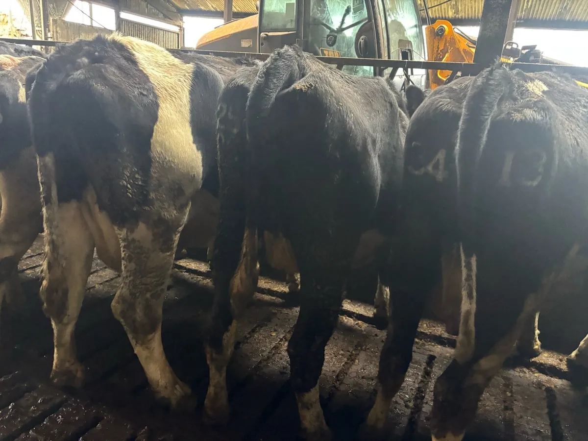 105 Dairy Cows - Image 2