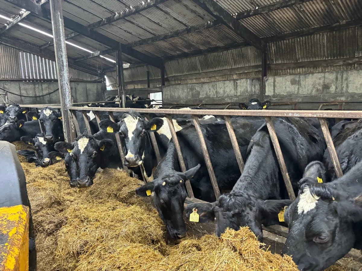 105 Dairy Cows - Image 3