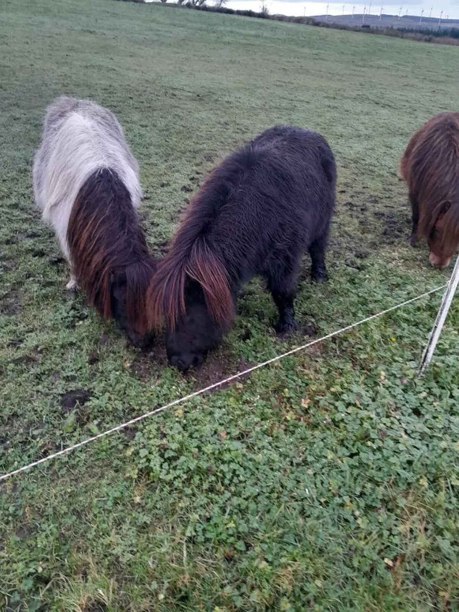 Miniature ponies - Image 1
