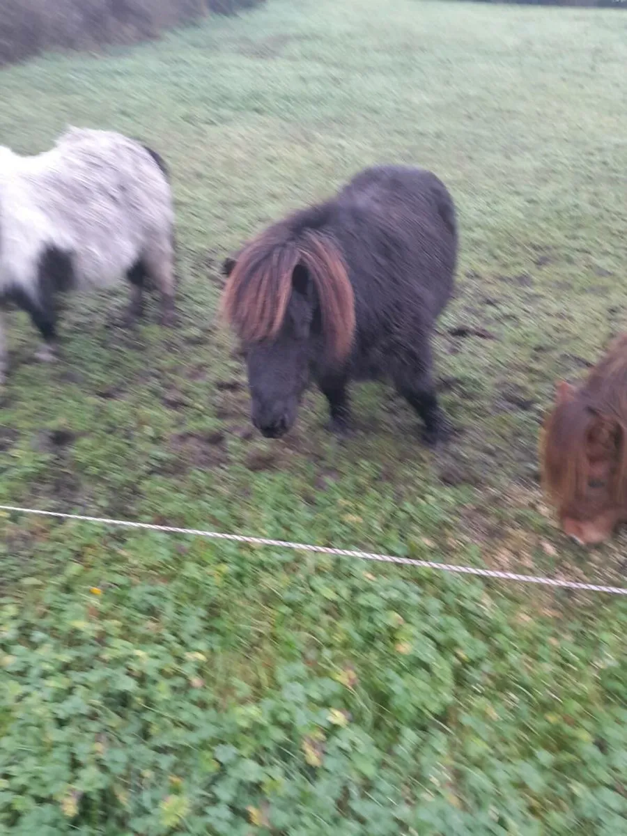 Miniature ponies - Image 3
