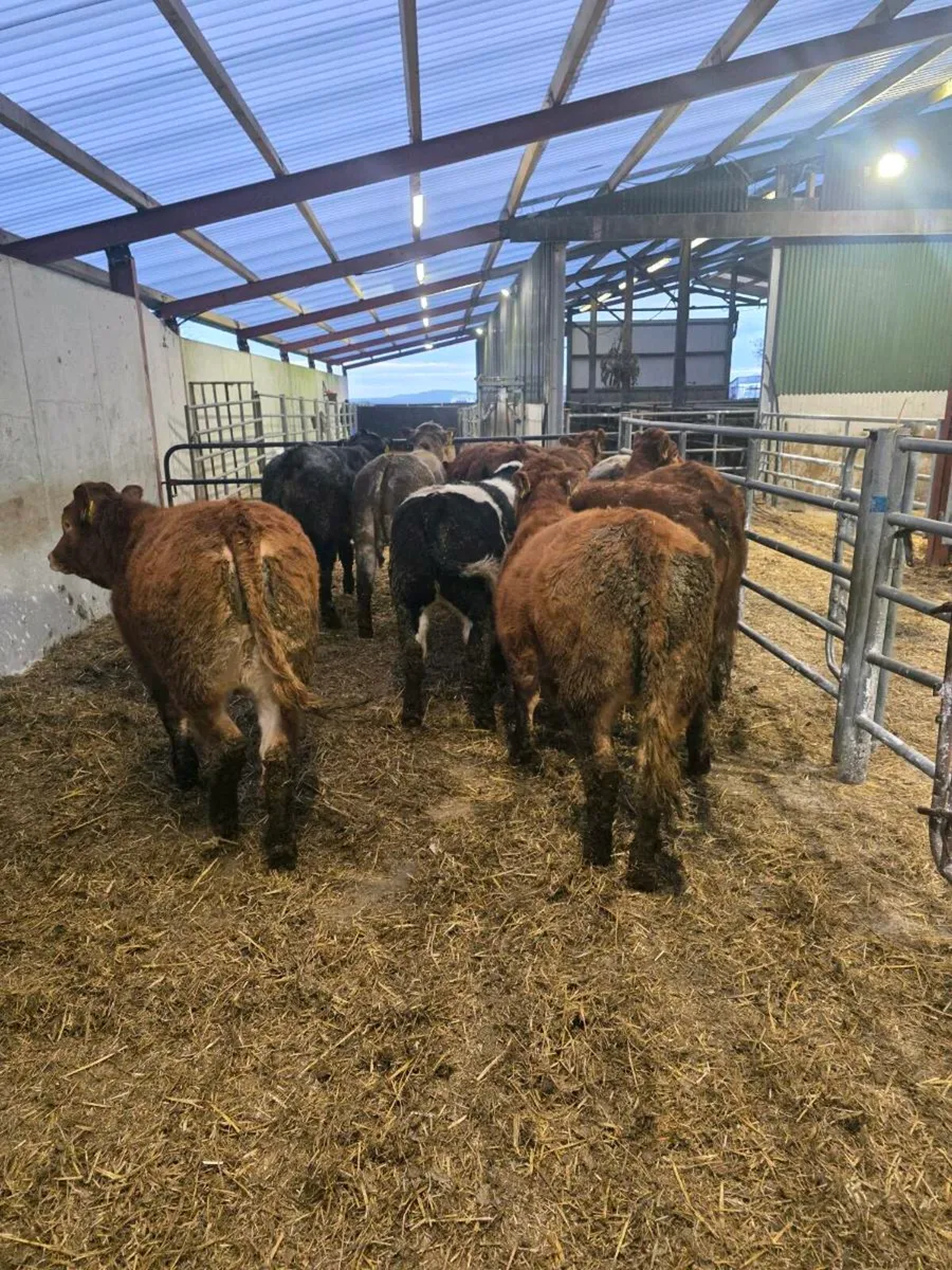Weanling heifers - Image 1