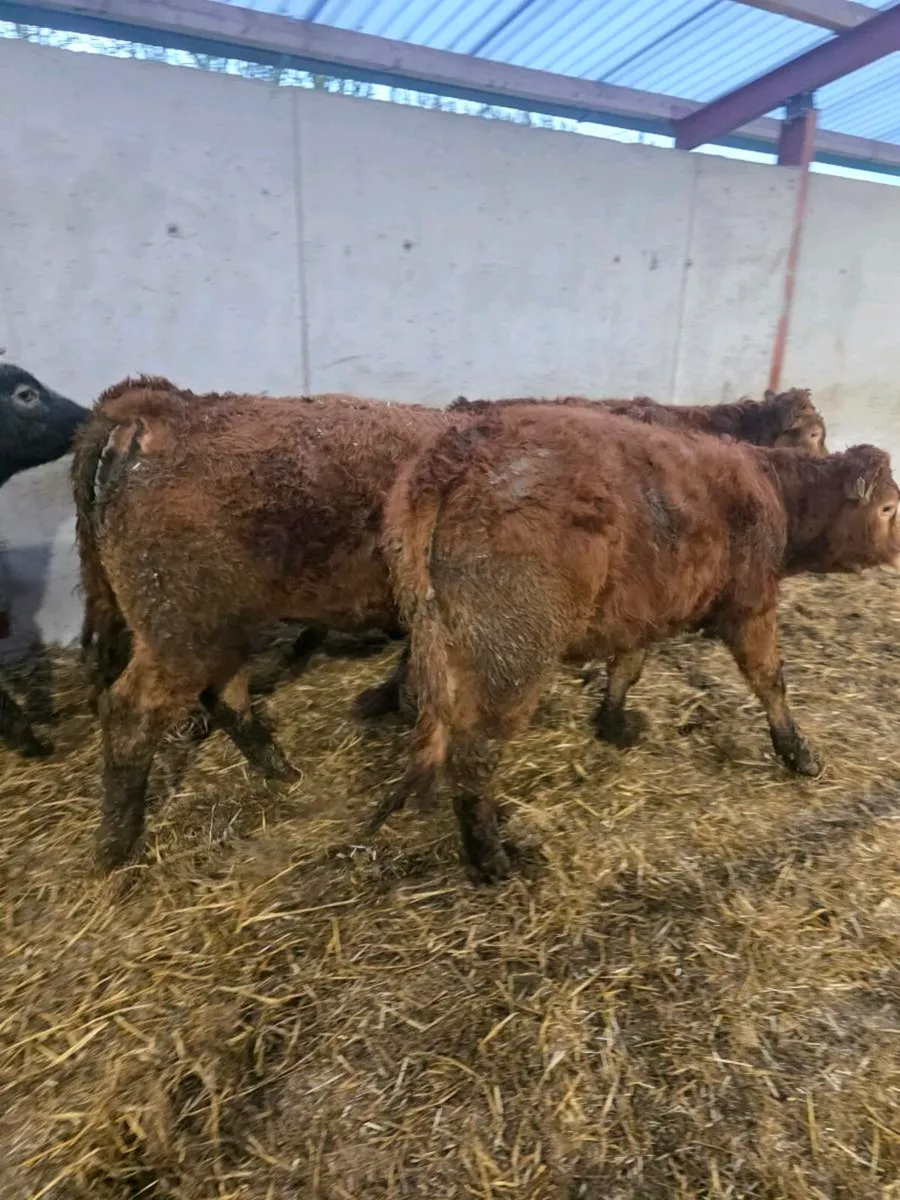 Weanling heifers - Image 3
