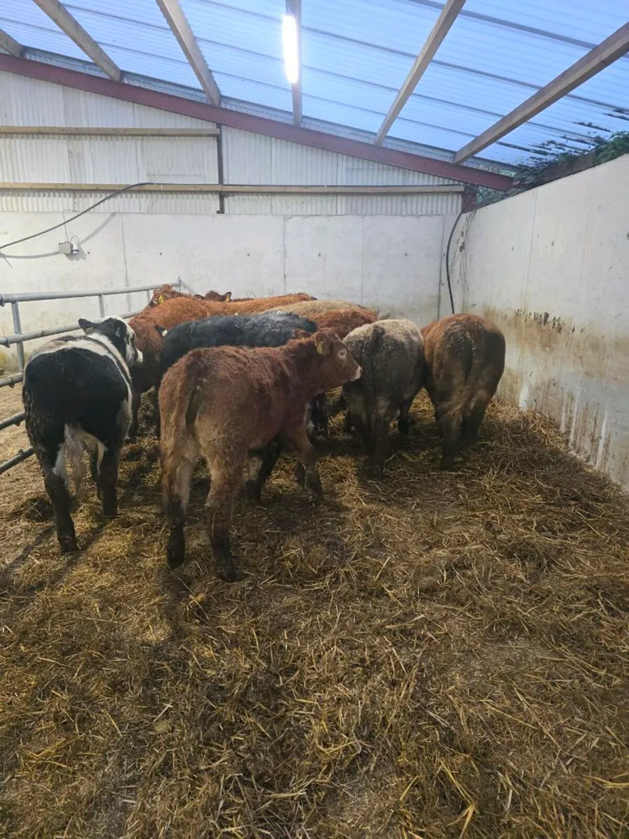 Weanling heifers - Image 4