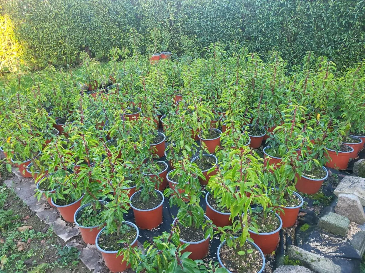 Portuguese Laurel (Prunus lusitanica) - Image 1